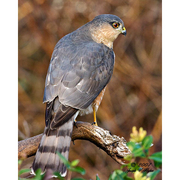 Adult. Note: lack of cap, thin legs, and tail feathers of equal length.