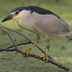 Adult. Note: stocky and short-necked. Adult. Note: stocky and short-necked.