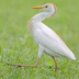 Breeding adult. Breeding adult.