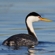 Breeding adult. Note: white above eye, yellow bill and pale flanks. Breeding adult. Note: white above eye, yellow bill and pale flanks.