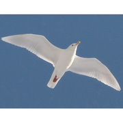 Adult nonbreeding Adult nonbreeding