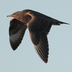 Juvenile (dark morph). Note: pale bill with dark tip (juvenile), broad white flash on underwing, and 4-5 shafts on upper primaries. Juvenile (dark morph). Note: pale bill with dark tip (juvenile), broad white flash on underwing, and 4-5 shafts on upper primaries.