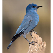 Adult. Note: blue body with deep blue head, heavy bill. Adult. Note: blue body with deep blue head, heavy bill.