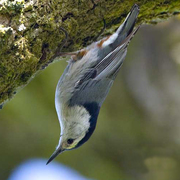 Male. Note: dark cap contrastingly greatly with back color. Male. Note: dark cap contrastingly greatly with back color.