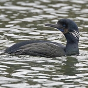 Breeding adult. Note: blue throat pouch and white 