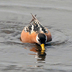 Female breeding plumage