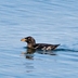 Adult breeding plumage. Note: "horn" near base of bill.