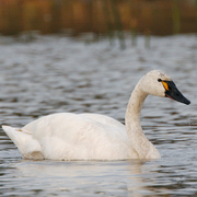 Adult . Note: yellow at base of bill, and narrow black area between bill and eye